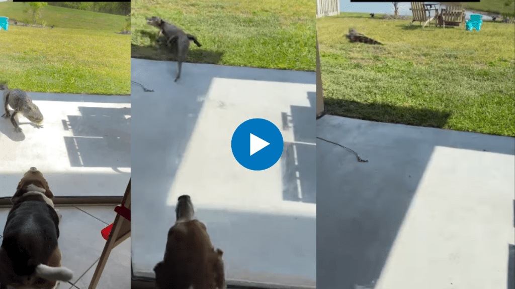 Florida woman’s pet dog scares off alligator Nail-biting video is viral