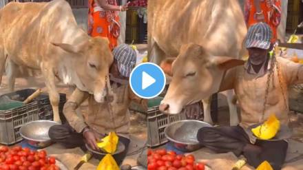 cow cuddling Seller Then Vendore feeding the some vegetables To Her Video Winning Hearts Online
