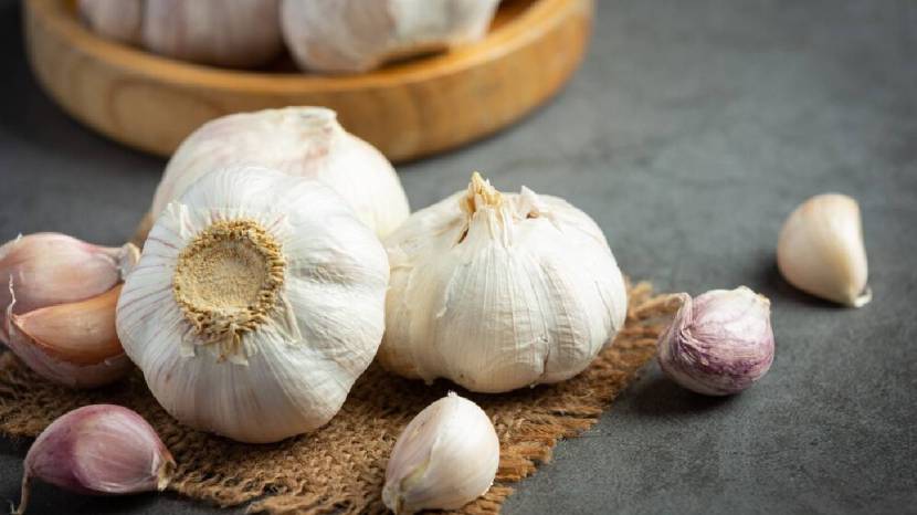 Can eating raw garlic reduce cholesterol Read what the experts say 100 gram garlic contains these nutrients 