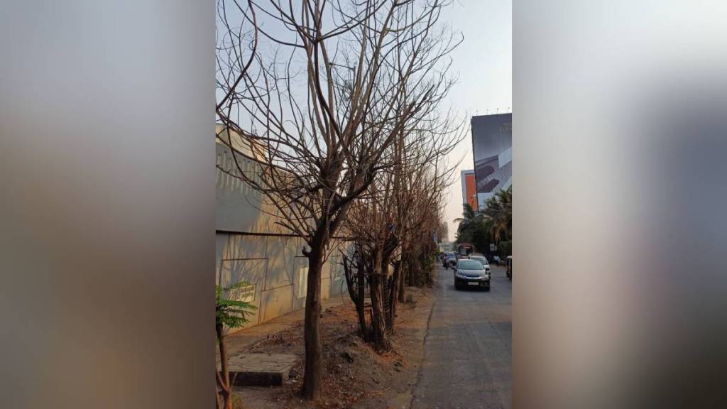 trees, Eastern Expressway,