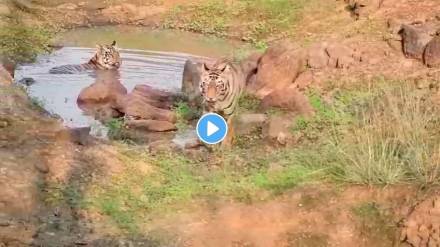 water bodies, Tadoba,