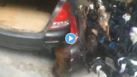 Over 30 goats and sheep crammed into car
