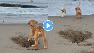 Dog Helped a scared brother