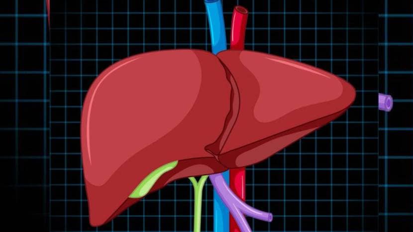 Yoga For A Healthy Liver