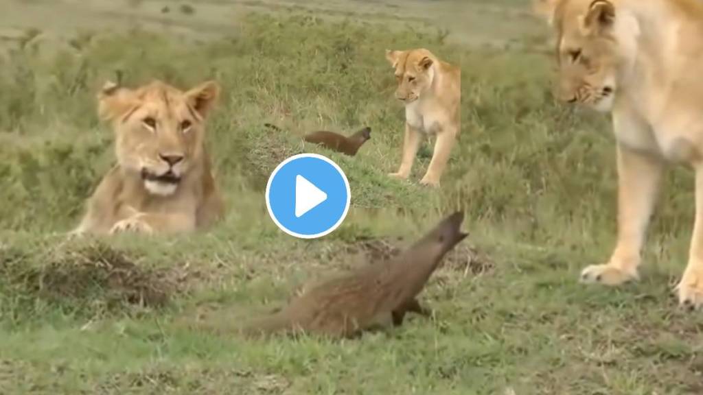 Mongoose attack on lions animal fight wildlife video viral Mongoose attack on lions animal fight wildlife video viral