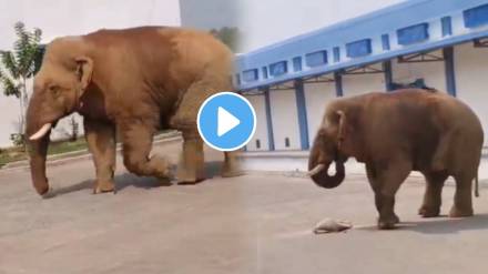 Shocking video Hungry Elephant Attack On Godown For Food Shocking video Hungry Elephant Attack On Godown For Food