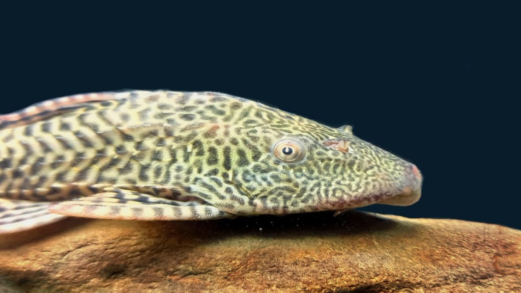 life of fish, fish in river, fish danger, life of fish, fish in river, fish danger,