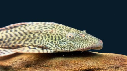 life of fish, fish in river, fish danger,