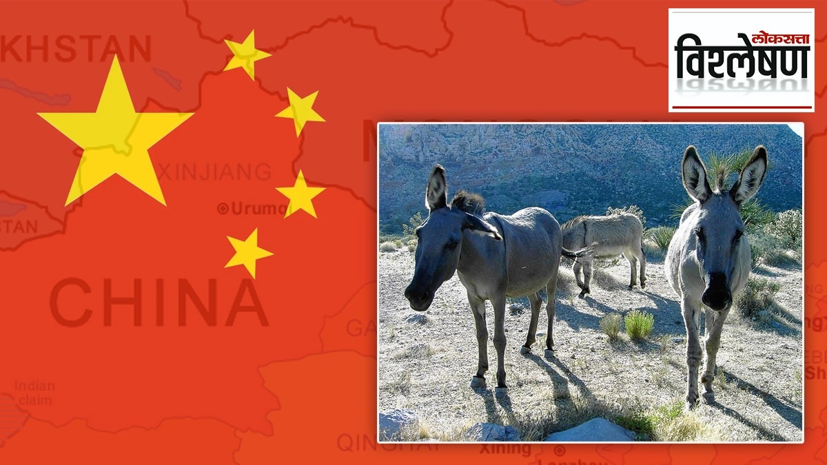 China's eyes on donkeys in Africa, why is China's hunger for the continent of Africa a headache?