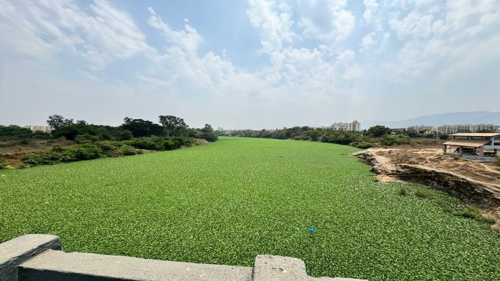Ulhas river, pollution, Ulhas river latest news,
