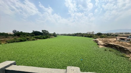 Ulhas river, pollution, Ulhas river latest news,