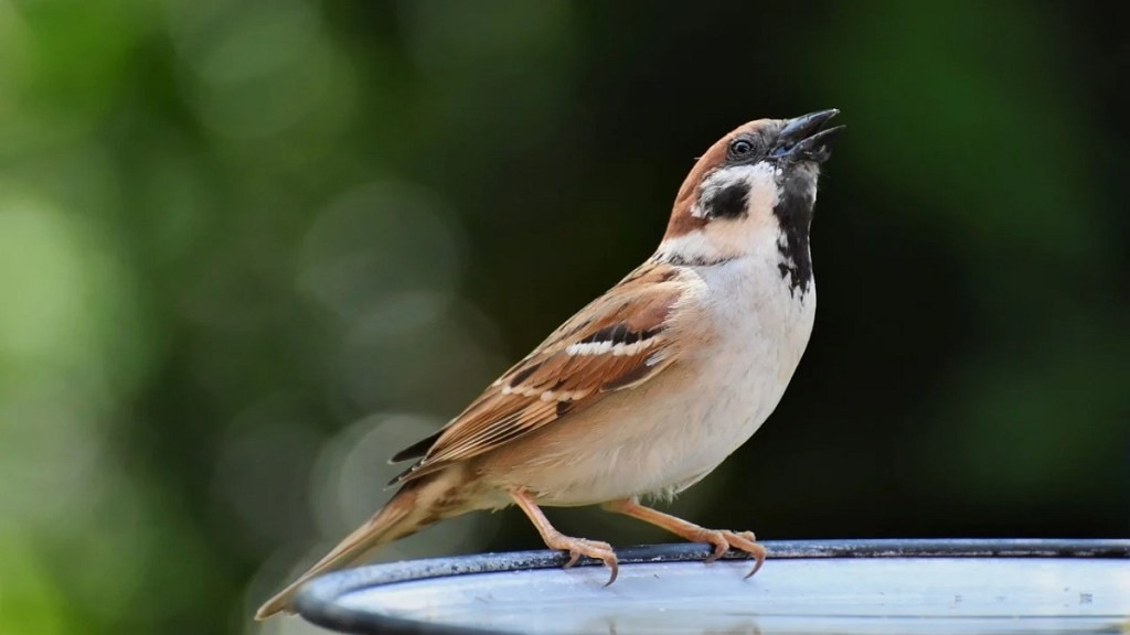 Birds mumbai, Birds suffer from heat,