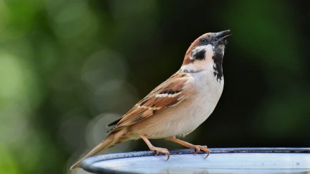 Birds mumbai, Birds suffer from heat,