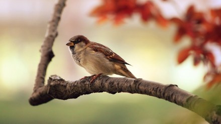 Animals, birds, heat stroke, Mumbai metropolis,