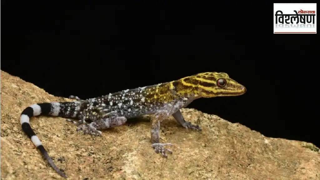 Reptiles, tigers, Reptiles news, Reptiles latest news, Reptiles, tigers, Reptiles news, Reptiles latest news,