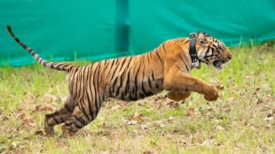 tadoba andhari tiger reserve marathi news, nagzira sanctuary marathi news