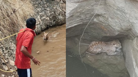 leopard fell into well for water, leopard water washim,