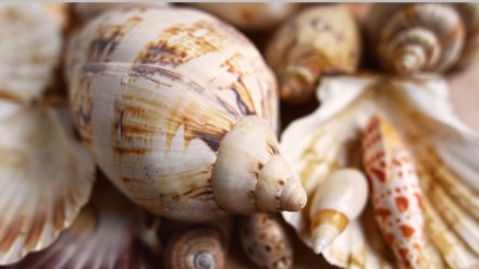 solapur live conche sell marathi news, live conch fraud marathi news solapur live conche sell marathi news, live conch fraud marathi news