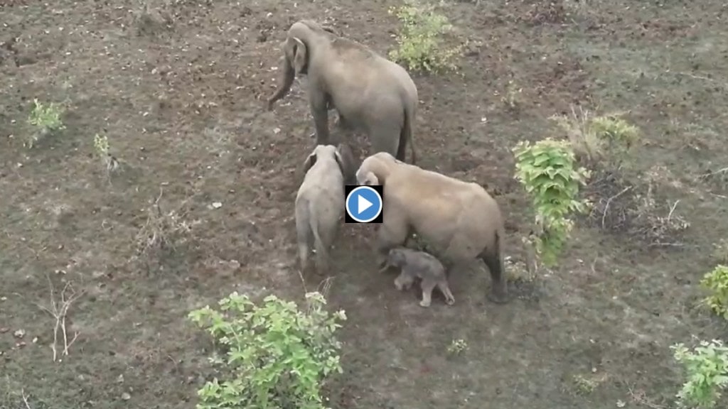 chhattisgarh s Elephant Family, Settles in Maharashtra, female elephant, give birth to calf, gadchiroli district , gadchiroli elephant born, elephant news, gadchiroli news, marathi news, animal news, chhattisgarh s Elephant Family, Settles in Maharashtra, female elephant, give birth to calf, gadchiroli district , gadchiroli elephant born, elephant news, gadchiroli news, marathi news, animal news,
