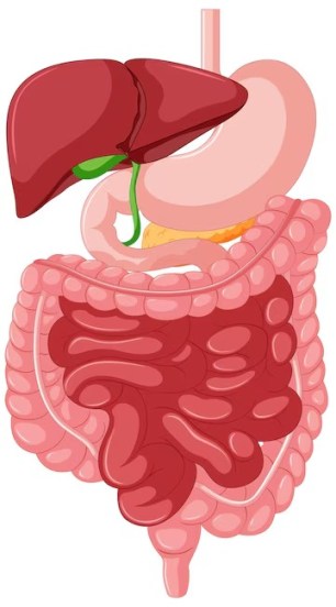 fatty-liver-symptoms 