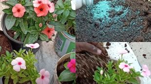 how to plant flower plant it garden