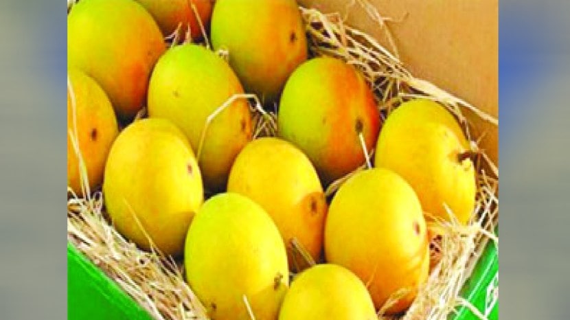 how to identify sweet mango without cutting 5 tricks to identify ripe and sweet mango 