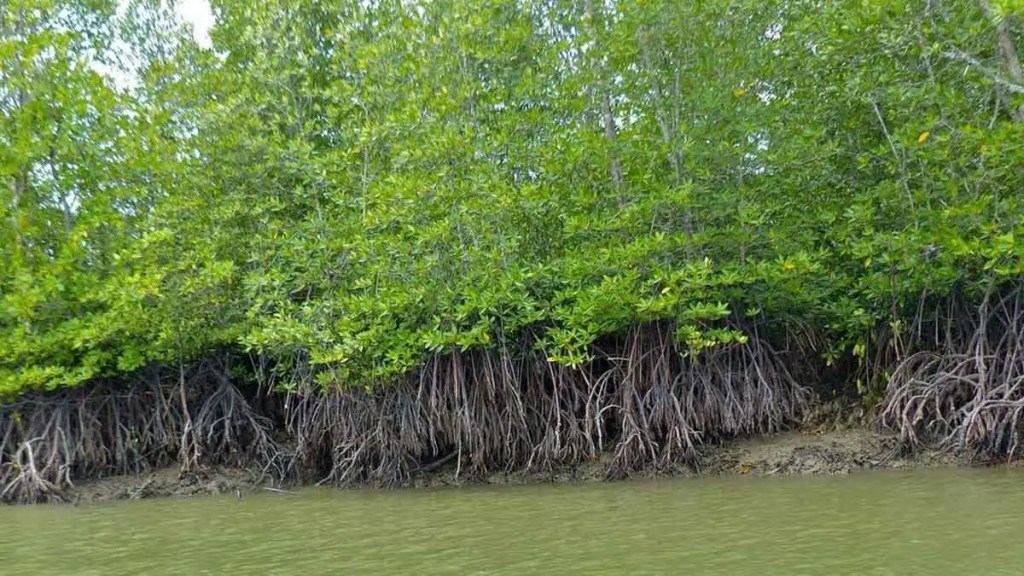 mangroves survey in mumbai