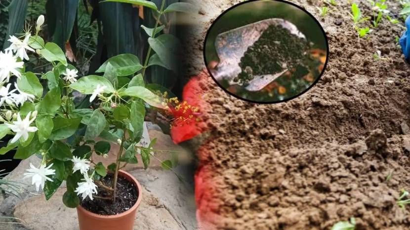 How To Grow Mogara Plant in Small Kundi Marathi Gardening Jugadu Tips