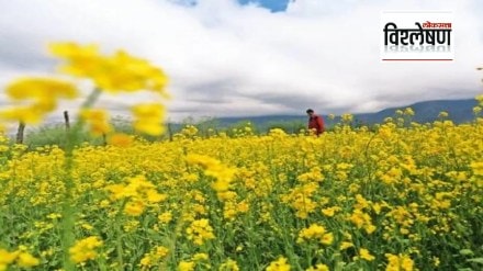 Loksatta explained Due to the continuous increase in mustard production, the discussion of yellow revolution is starting