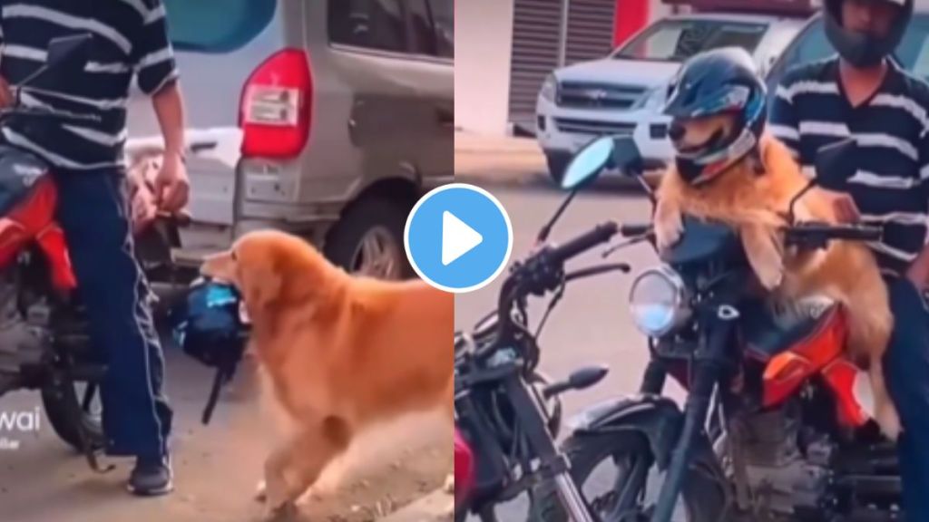 a dog sitting on bike by wearing helmet