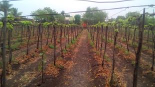 rain in Sangli and the northern parts of Tasgaon