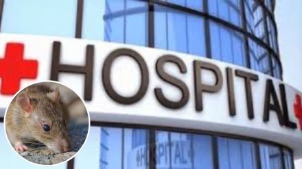 Rats in operating theaters of V N Desai Hospital Rats in operating theaters of V N Desai Hospital