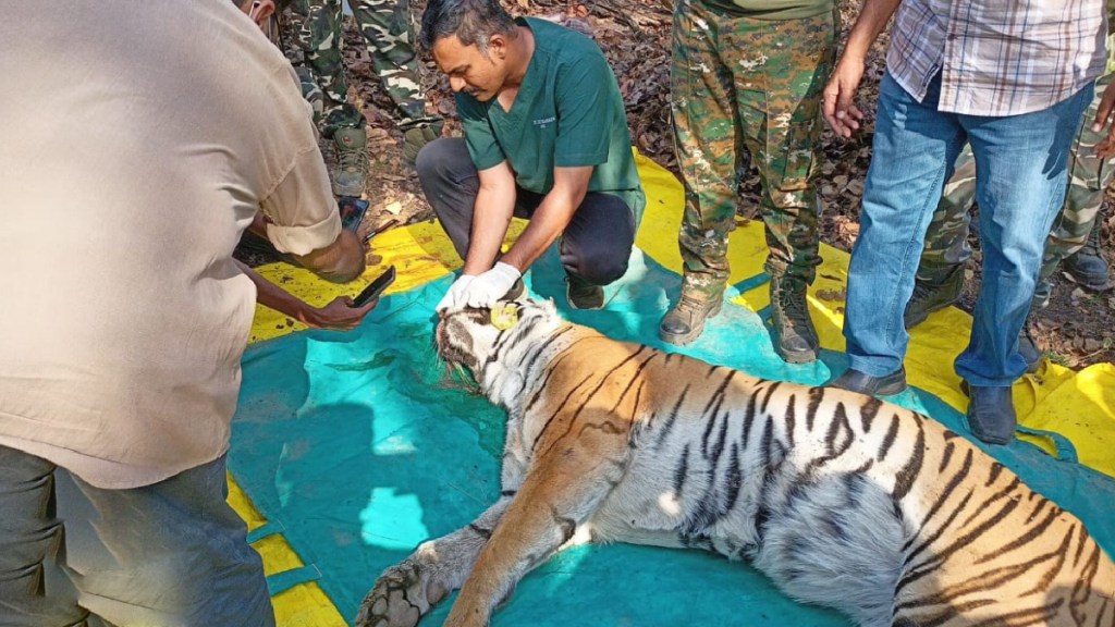 Tigress, Suspicious Death, Pench Tiger Project, Concerns,11 tiger, dead, 3 months, maharashtra, marathi news, Tigress, Suspicious Death, Pench Tiger Project, Concerns,11 tiger, dead, 3 months, maharashtra, marathi news,