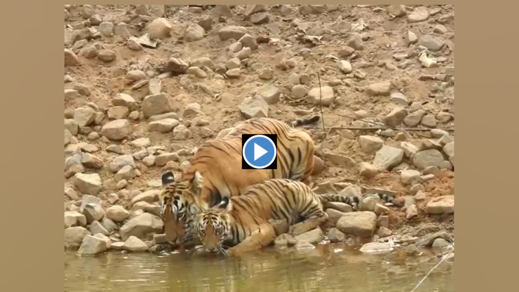 Tadoba Tigress, K Mark, Cubs Captured, Camera Quenching , Thirst in Summer Heat, tadoba sanctuary, vidarbh tiger, video of tiger, video of cub, viral video, wild life, marathi news,