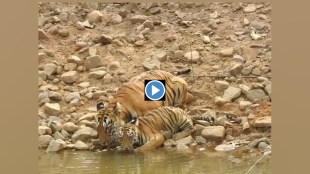 Tadoba Tigress, K Mark, Cubs Captured, Camera Quenching , Thirst in Summer Heat, tadoba sanctuary, vidarbh tiger, video of tiger, video of cub, viral video, wild life, marathi news,