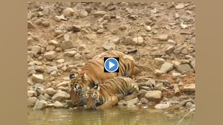 Tadoba Tigress, K Mark, Cubs Captured, Camera Quenching , Thirst in Summer Heat, tadoba sanctuary, vidarbh tiger, video of tiger, video of cub, viral video, wild life, marathi news,