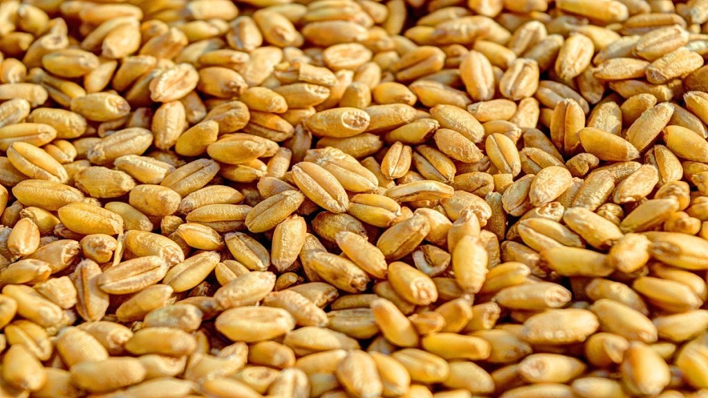 wheat, farmers