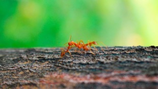 /worlds-most-invasive-species-red-fire-ants-invade-britain