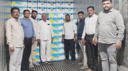 Bananas from Anjangaon are preferred by Dubai people Bananas from Anjangaon are preferred by Dubai people