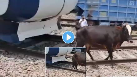 Cow Gets Stuck Under Vande Bharat Train After Loco Pilot Applies Emergency Brakes Cow Gets Stuck Under Vande Bharat Train After Loco Pilot Applies Emergency Brakes