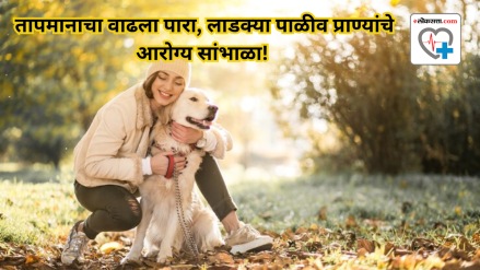 Keep your pets fit and active indoors during the heatwave