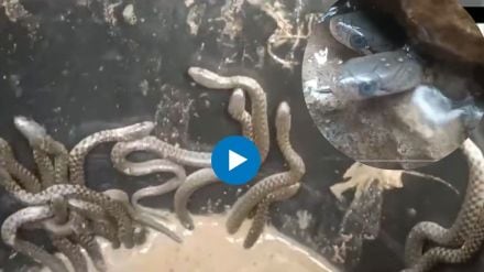over 35 snakes crawl out of bathroom in Assam house