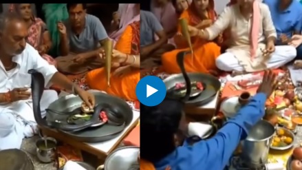 people are worshiping a live snake at home see Viral Video people are worshiping a live snake at home see Viral Video