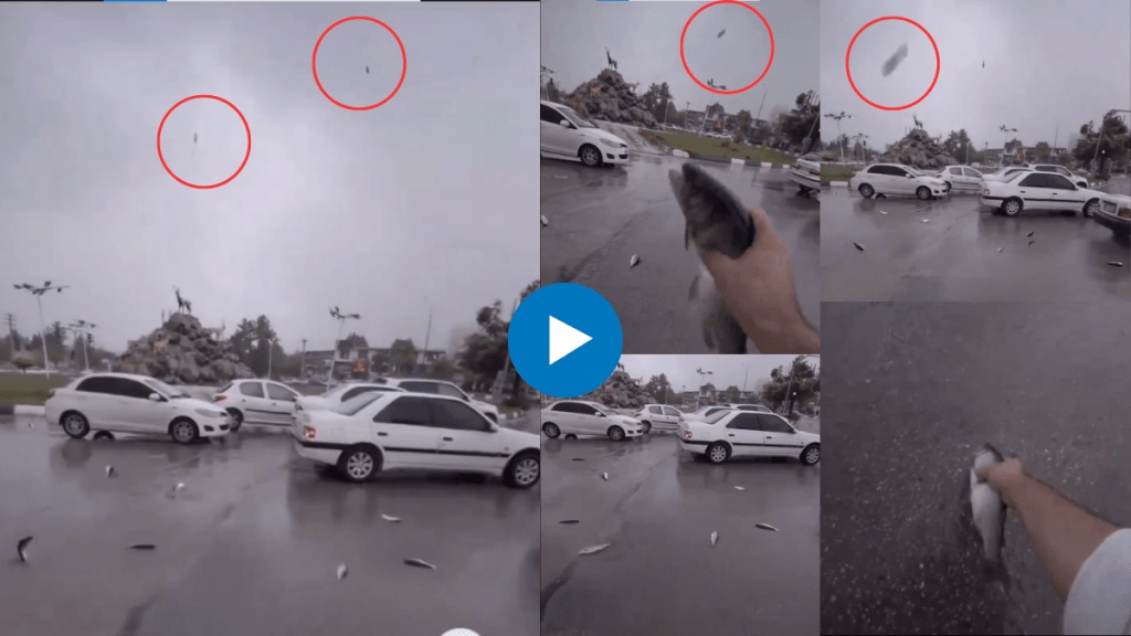 Raining fish in Iran Viral video Raining fish in Iran Viral video