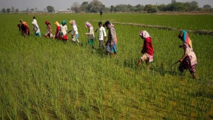 article about farmers expect the next phase of green revolution
