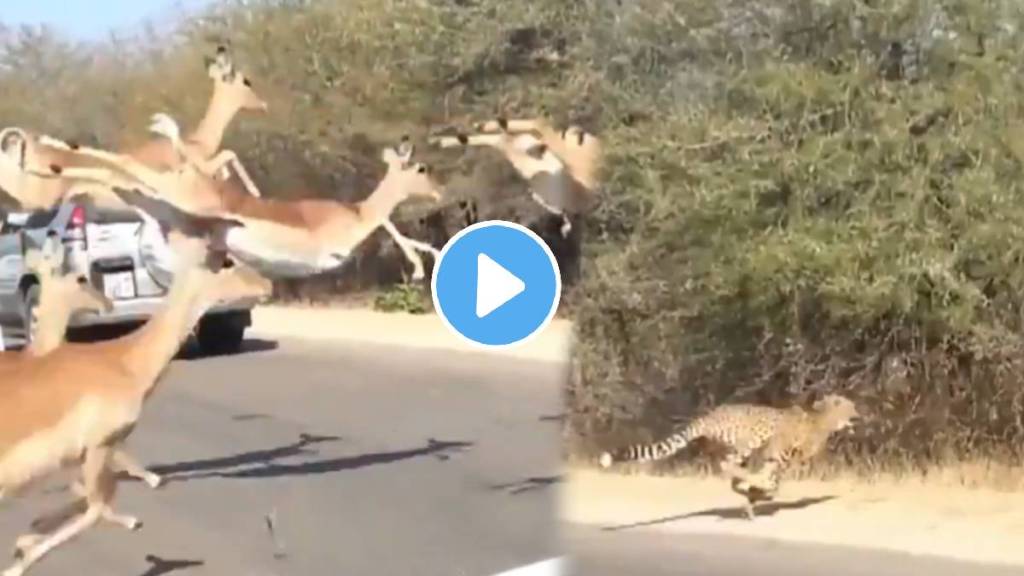 Cheetah attack deer viral video Cheetah attack deer viral video