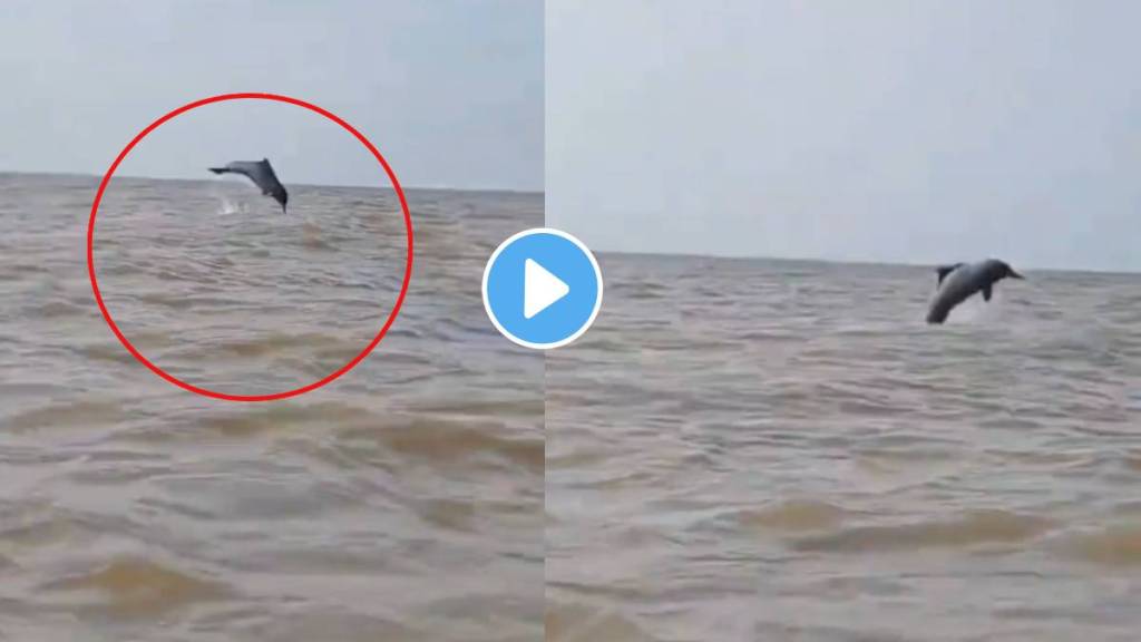 Dolphin Spotted at Bandra and Juhu Beach Dolphin Spotted at Bandra and Juhu Beach