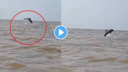 Dolphin Spotted at Bandra and Juhu Beach