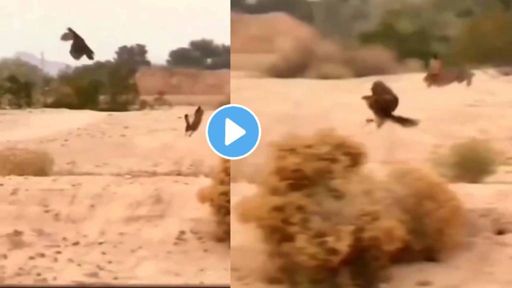 Eagle Fight With Rabbit See Video Who Was Win At Last