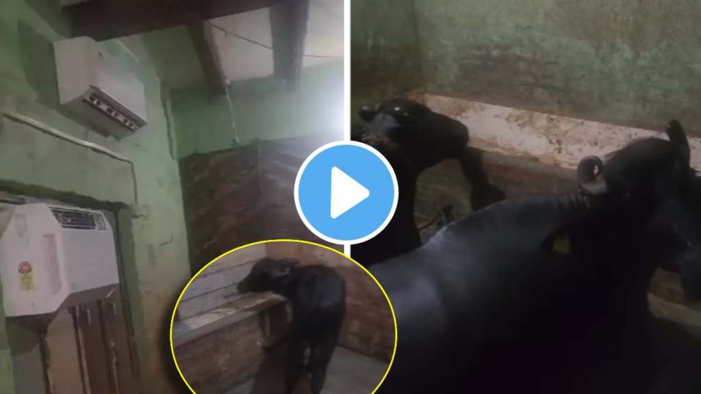 trending desi jugaad man installed 2 ac to protect buffaloes from heat wave see viral video